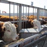 The current summary includes RFI EPDs
for 920 animals, including tested bulls.