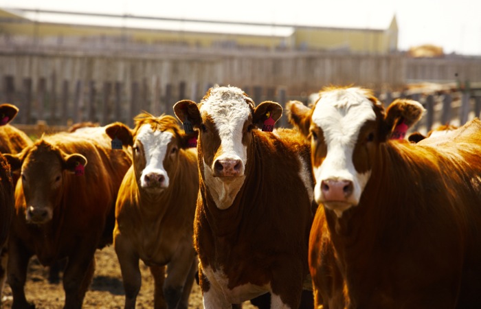 cattle in a feedlot