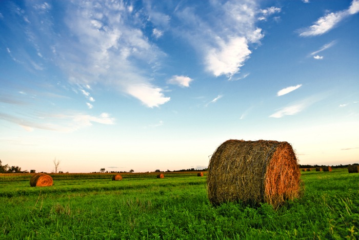 Bale of hay in farm field