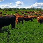 cattle grazing on a pasture