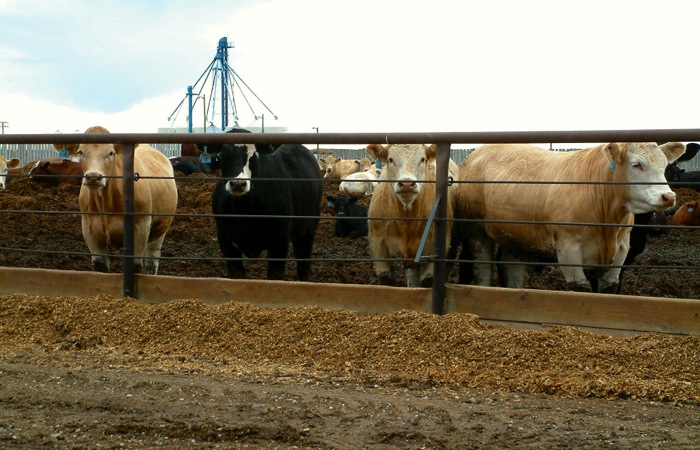 cattle in a feedlot