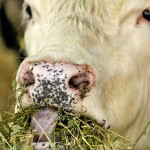 cow eating alfalfa forage