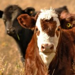 cattle in a pasture with ID tags
