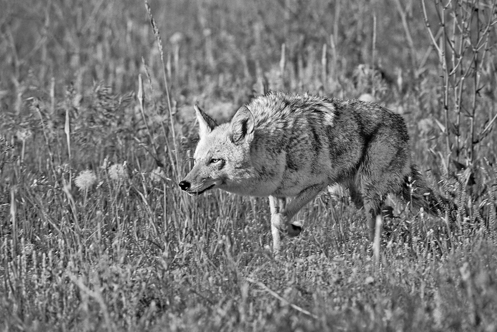 coyote hunting on the prairie