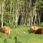 Deworming a few weeks after turnout is being touted as a good way to reduce roundworm loads in pasture.