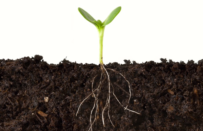 Cutaway of Plant and Roots in Dirt