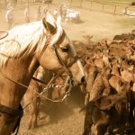 We also used to hang horse thieves and rustlers once upon a time