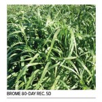 different grasses for grazing