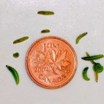 One concern is the increasing spread of alfalfa weevil.
