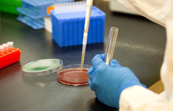 VIDO-InterVac awarded funding for new cattle vaccines