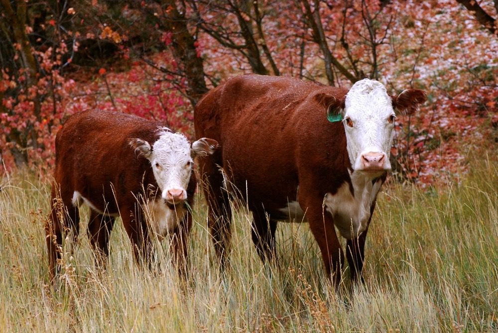 Thinking about cattle price insurance