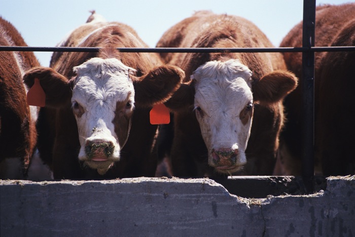 The potential of probiotics to promote greater livestock health