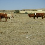 Farmers and ranchers across Canada are dealing with drought.