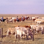 U.S. cattle herd rebuilding well underway after seven-year slide