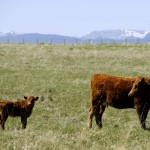 Uncertainties and potential worries loom large as the 2015 calf crop's fall run begins.