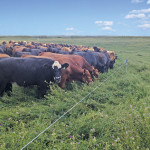 cattle in a pasture