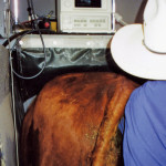 Blood tests, manual palpation or ultrasound are all proven techniques to find out if she is, or she isn't.