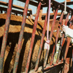 Adverse reactions to vaccines and drugs in cattle