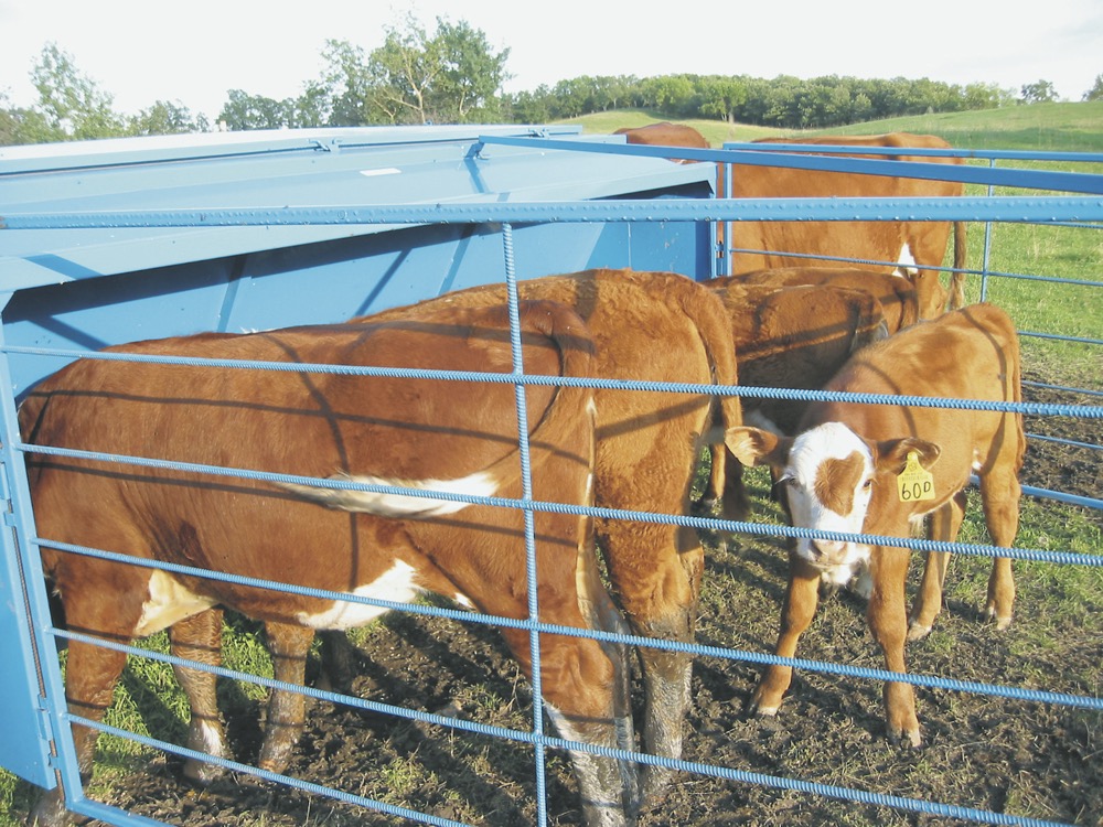 calf and cow feeding