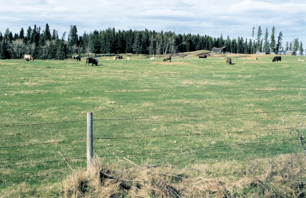 cattle grazing