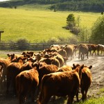 One of many hot topics at the CCA meeting was the lack of progress on the national traceability program – a deadline that's now less than a year away.