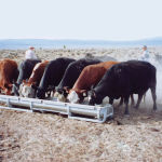 “We’ve looked at some alternatives here and found we could feed the grasser cattle protein supplement on alternate days and we didn’t have to take it to them every day. We were able to reduce labour costs by 20 per cent.”  Bart Lardner, WBDC