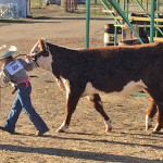 A determined Jane Beierbach with her heifer KLR Janice 2C head to the show ring at Young Ranchman’s All Breed Show in Swift Current. Thanks to Randy and Karen Wagner of KLR Polled Herefords, Consul, Sask. for supplying the calf and helping Jane get started on her show career. Jane and her parents John and Heidi call Maple Creek home and are looking forward to next year’s show.