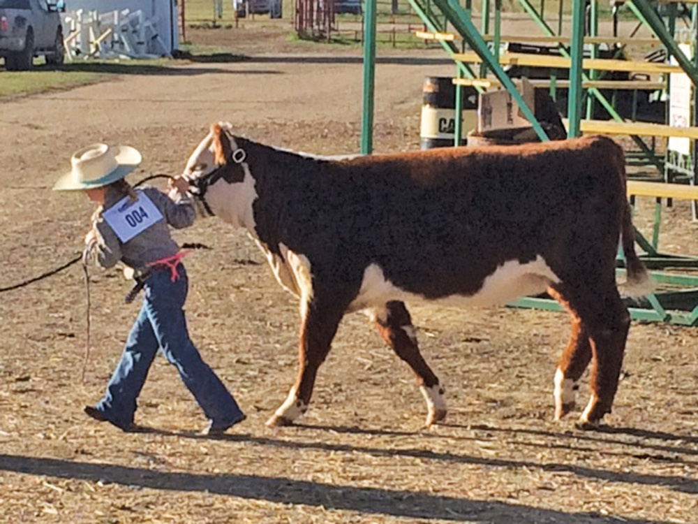 A determined Jane Beierbach with her heifer KLR Janice 2C head to the show ring at Young Ranchman’s All Breed Show in Swift Current. Thanks to Randy and Karen Wagner of KLR Polled Herefords, Consul, Sask. for supplying the calf and helping Jane get started on her show career. Jane and her parents John and Heidi call Maple Creek home and are looking forward to next year’s show.