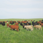 Art McElroy's cattle on pasture.