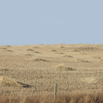 Recycle crop residues
