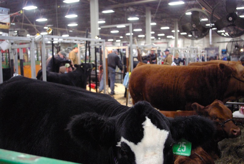 A bovine aims the hairy eyeball at the farm paparazzi while exhibitors prep cattle behind it.