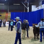 Exhibitors waiting their turns in the show ring.