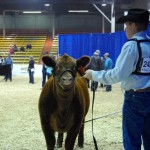 A bovine gives Lisa Guenther a penetrating look as it waits to enter the ring for the Red Angus show.