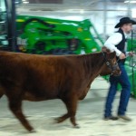 A heifer trucks along with her handler as towards the show ring.
