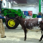 A slightly stubborn shorthorn gets some encouragement to continue on her way.