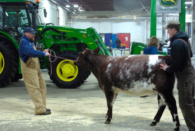 A slightly stubborn shorthorn gets some encouragement to continue on her way.