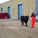 An exhibitor trucks along with her bull outside the cattle barns.