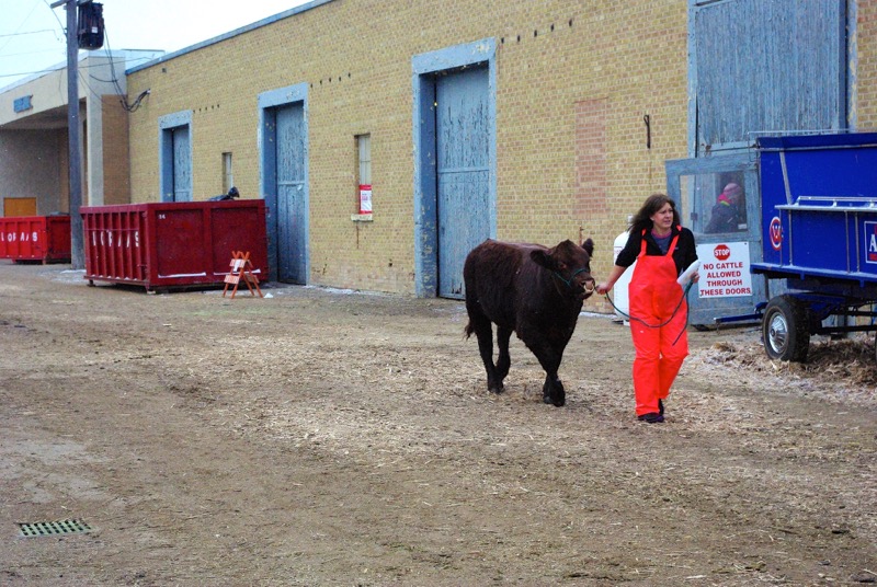 An exhibitor trucks along with her bull outside the cattle barns.