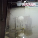An exhibitor washes her heifer at Canadian Western Agribition on Thursday morning. The day was jam-packed with cattle shows and sales.