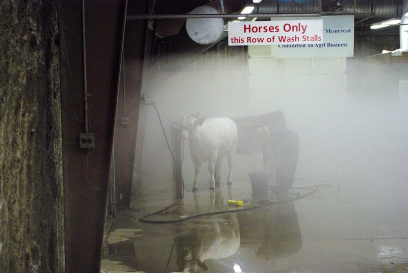 An exhibitor washes her heifer at Canadian Western Agribition on Thursday morning. The day was jam-packed with cattle shows and sales.