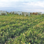 Some second growth for October grazing on Kevin Stebeleski’s pasture.