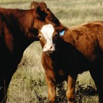 calf and cow on pasture