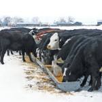 Look at brood cow nutrition