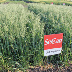 CDC Haymaker is a new forage oat and one of the first SeCan varieties protected by the breeder under the provisions of PBR 91.