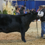 At the Masterfeeds Supreme Champion competition at the RAWF in Toronto.