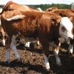 Consider all the costs of backgrounding calves