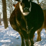 pregnant cow