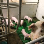 These little piggies ate a quarter-pounder a day