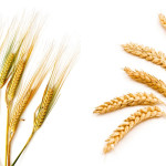 wheat and barley heads
