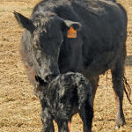 black cow and calf